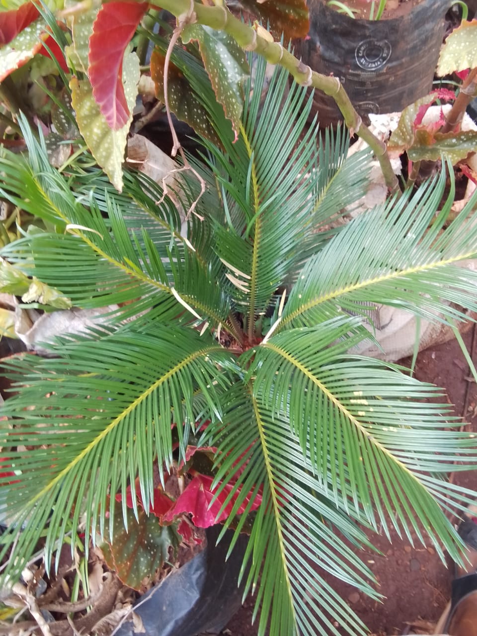 Sago Palm